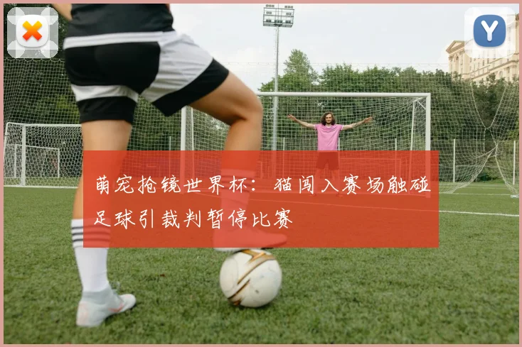 萌宠抢镜世界杯：猫闯入赛场触碰足球引裁判暂停比赛